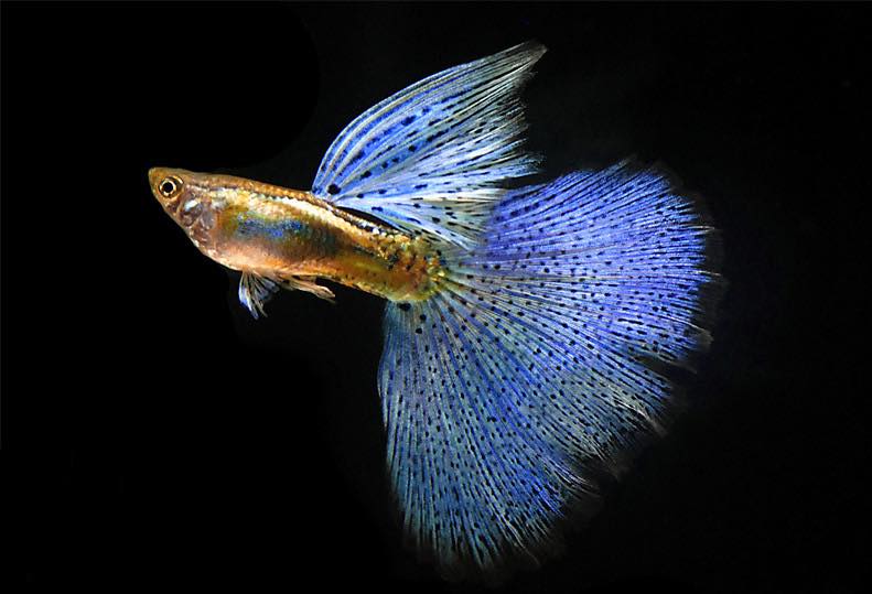 Cá bảy màu Blue Guppy nổi bật với vũ điệu của màu xanh