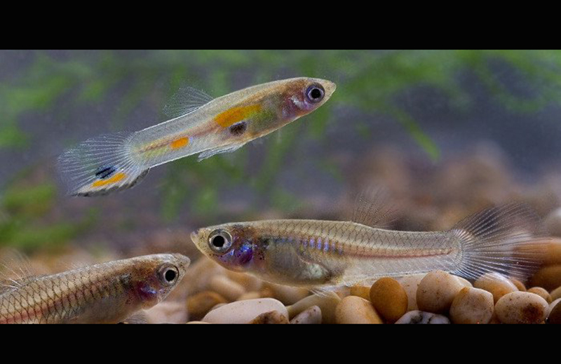 Cá Bảy Màu con có thể bị bệnh nhanh hơn do di truyền xấu