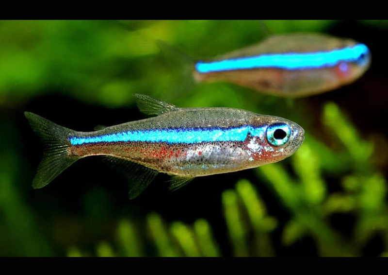 Cá Neon có yêu cầu đặc biệt về môi trường nước trong bể