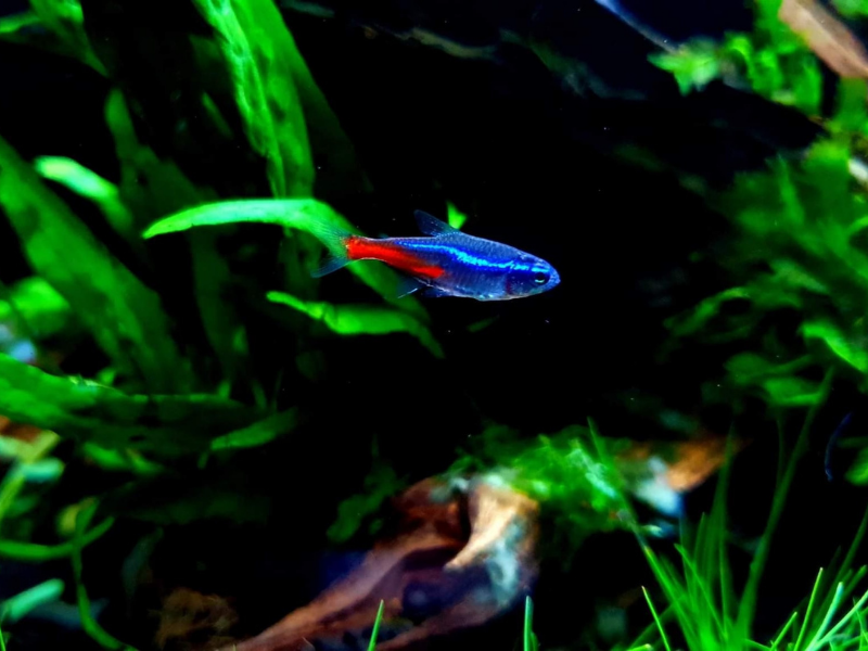 Cá Neon xanh