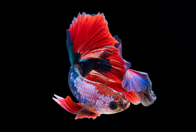 Tìm hiểu nhiều hơn 101 hình nền cá bảy màu tuyệt vời nhất  Tin học Đông Hòa